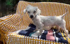 Billy Bob (2)