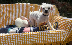 Billy Bob (4)