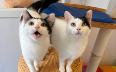 Penny & Poppy