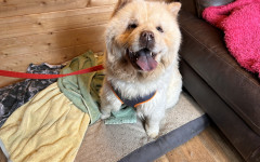 Coco (2)