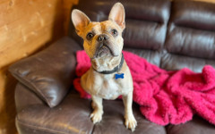 Milo (1)