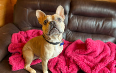 Milo (6)