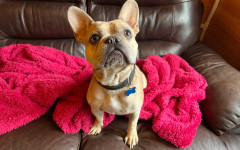 Milo (5)