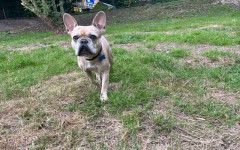 Milo (4)