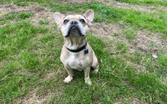 Milo (2)