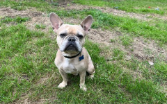 Milo