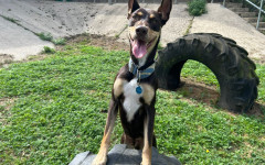 Fido (3)