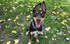 Fido (5)