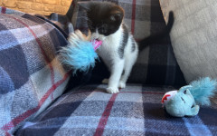 Pip (4)