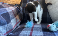 Pip (5)