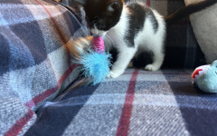 Pip (6)