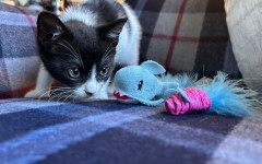 Pip (9)