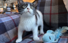 Pip (11)