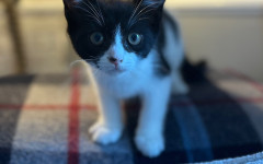 Pip (13)