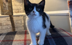 Pip (14)