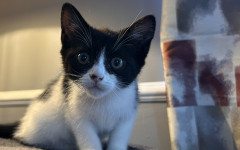 Pip (15)