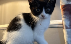 Pip (1)