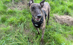 Pepper (10)