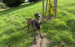Pepper (12)