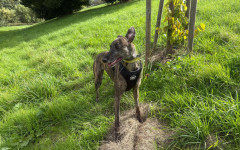 Pepper (1)