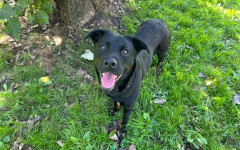 Thelma (9)