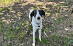 Max (1)