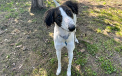 Max (2)