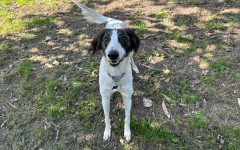Max (7)