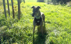 Queenie (4)