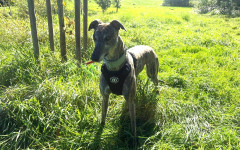 Queenie (5)