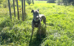 Queenie (3)