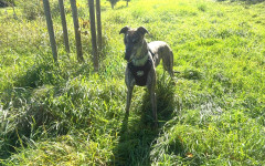 Queenie (2)