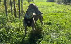 Queenie (6)