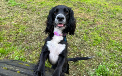 Cooper (1)