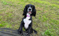 Cooper (5)