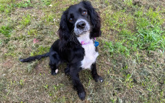 Cooper (4)