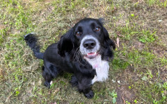 Cooper (3)