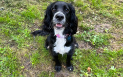 Cooper (2)