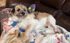 Scrappy (2)