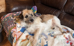 Scrappy (3)