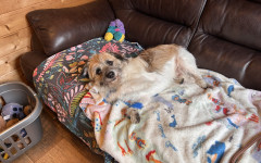 Scrappy (4)