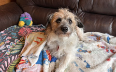 Scrappy (6)