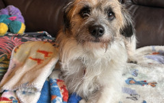 Scrappy (7)
