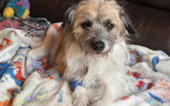 Scrappy (8)