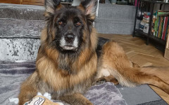 Mufasa (3)