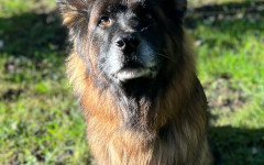 Mufasa (16)