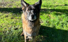 Mufasa (14)