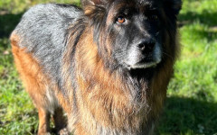 Mufasa (12)