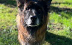 Mufasa (11)