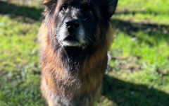 Mufasa (10)